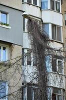 A tree with a lot of leaves is growing on a building. The leaves are brown and the tree is leaning on the building photo