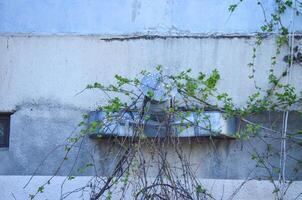 A wall with a metal pipe and a bunch of green vines growing on it. The wall is dirty and the pipe is rusted photo