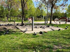 A park with a lot of pigeons on the ground. The birds are scattered around the area, with some near the benches and others near the trees. The scene is peaceful and serene photo