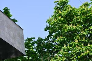 A tree with green leaves and yellow nuts is in front of a building. The sky is blue and clear photo