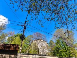 A tree with a power line running through it. The sky is blue and clear photo