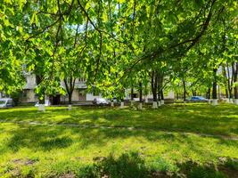 A park with a lot of trees and a few cars parked in the background. The trees are green and the grass is lush photo