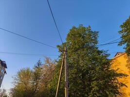 A tree with a power line running through it. The sky is blue and clear. The tree is surrounded by other trees photo