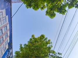 A tree is in the middle of a city street with a blue sky above. The tree is surrounded by power lines and wires photo