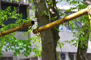 A tree with a yellow metal bar hanging from it. The bar is rusted and has a few holes in it. The tree is surrounded by green leaves and branches photo