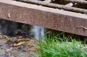 A rusty metal grate with a bird sitting on top of it. The bird is looking down at the water below photo
