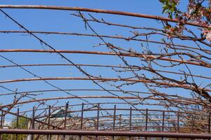 A large, arched structure with many branches and leaves. The branches are twisted and bent, giving the impression of a tangled mess. The leaves are brown and withered photo