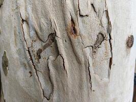 The bark of a tree is rough and has a lot of holes. The bark is brown and has a lot of texture photo
