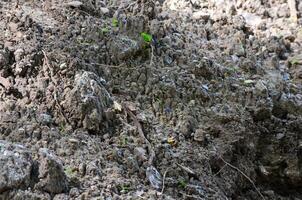 A rocky, muddy hillside with a few plants growing out of the dirt. The plants are small and sparse, and the dirt is full of rocks and debris. Scene is one of desolation and neglect photo