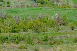 A field of grass with a few trees in the background. The grass is green and the trees are brown photo