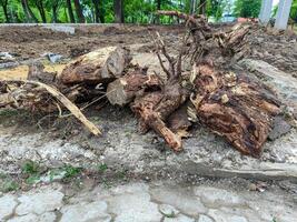 A pile of wood is on the ground, with some of it being rotten. The pile is on a sidewalk, and it is a mess photo