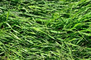 A field of green grass with a few weeds in it. The grass is tall and the weeds are small photo