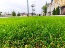 A large green field with a few trees in the background. The grass is lush and well-maintained photo