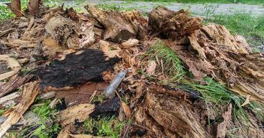 A pile of wood and leaves with a small object in the middle. Scene is somewhat eerie and mysterious photo