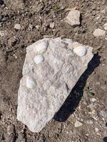 A rock with shells on it is sitting on the ground. The shells are white and the rock is gray photo