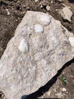 A rock with shells on it. The shells are white and the rock is gray photo