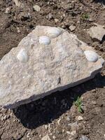 A rock with shells on it. The shells are white and the rock is gray. The rock is on a dirt field photo