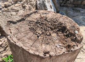 A large log with many holes in it. The log is brown and has a rough texture. The holes are scattered all over the log, and some of them are quite large. The log appears to be weathered and aged photo