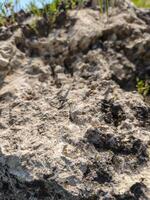 A rock with a few small holes in it. The rock is grey and has a rough texture photo