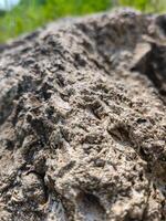 A rock with a rough surface and a few holes. The rock is brown and gray in color photo