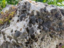 A rock covered in moss and lichen. The moss is green and white in color. The rock is large and has a rough texture photo