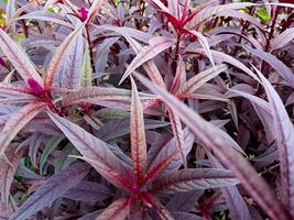 A close-up of pointed leaves in shades of pink and burgundy creating a dense, vibrant pattern. photo