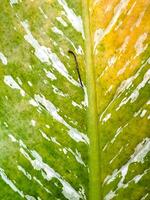Textured leaf presents a gradient from yellow to green, adorned with white spots and vein patterns. photo