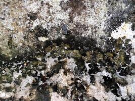 Abstract view of aged concrete with patterns of dark mold and white efflorescence over time. photo