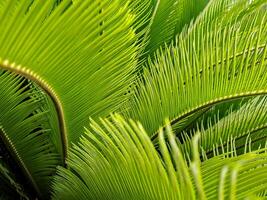 Lush green cycad leaves create an vibrant organic texture with intricate linear and radial patterns. photo