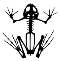 Skeleton of frog. vector