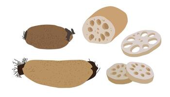 A collection of illustrations of Lotus root. vector