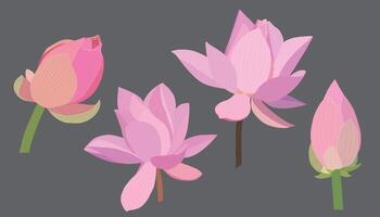 A set of colorful, isolated illustrations of lotus flowers and buds. vector
