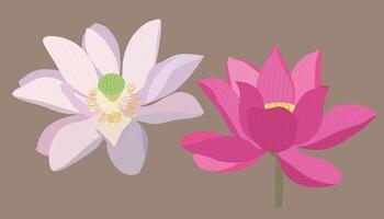 A collection of colorful isolated lotus illustrations vector