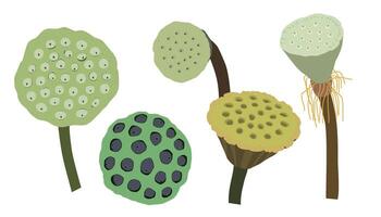 A collection of illustrations of various lotus seed pods vector