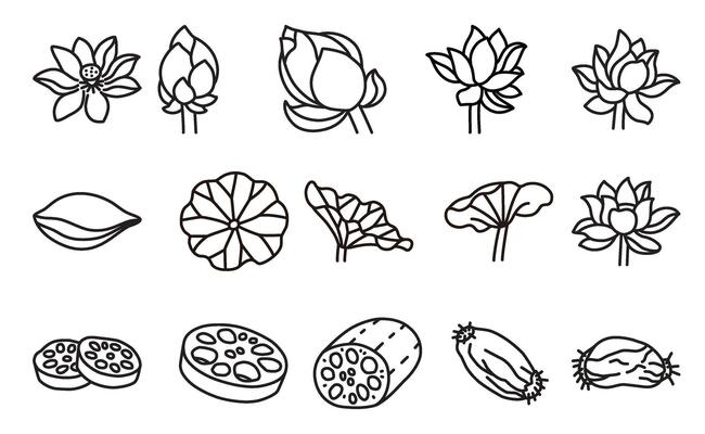 A collection of line icons of lotus elements, including flowers, leaves, and roots.
