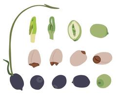 A collection of illustrations of various lotus seeds vector