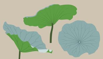 A collection of illustrations of various Lotus leaf . vector