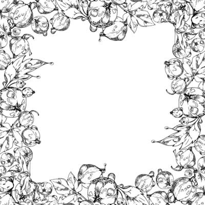 Currant gooseberry, leaves in water dew drops hand drawn in ink, scattered garden casseille berry. Isolated square border frame. Home preserves, textile, fresh food store, vegan recipe cards