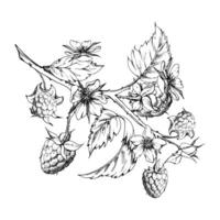 Raspberry leaves flowers berries hanging on thorny spiked branch ink hand drawn. Ripe dewberry mulberry. Isolated botanical illustration. Home preserves cookbook, grocery store, closeup card vector