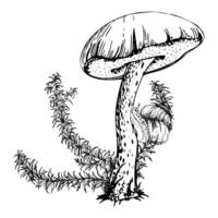 Birch bolete cep leccinum mushroom fungus, scaber stalk with snail, horsetail plant. Composition hand drawn in ink. Autumn forest floor natural scene. Book illustrations, calendar poster art vector