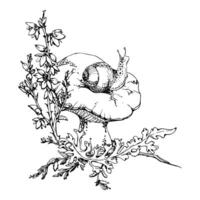 Russula webcap mushroom, snail on top, moss lichen growth, heather flowers. Forest floor habitat scene. Nature illustration hand drawn in ink. Gardening guides calendars, cards labels print art vector