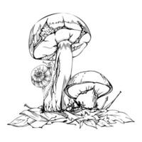 Suillus larch bolete slippery jack mushrooms with crawling snail, on top of autumn leaves pile with twigs. Fungi nature illustration hand drawn in ink. Forest floor habitat ecosystem scene. vector