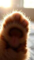 A close up of a cat's paw with the sun shining through photo
