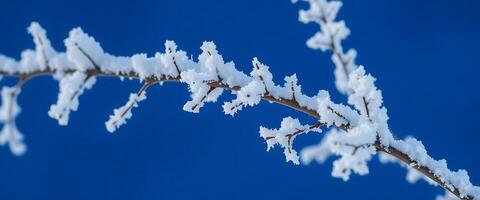 branch covered in snow against a blue sky photo