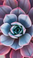 close up view of a pink and blue flower photo