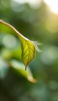 A green leaf with a feather on it photo