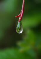 drop of water hanging from a red flower photo