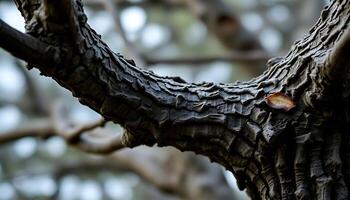 close up of a tree trunk with a leaf on it photo