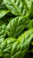 A close up of a bunch of spinach leaves photo