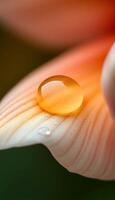 A drop of water sits on the center of a flower photo
